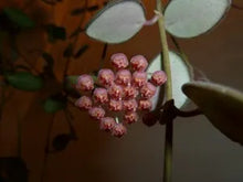 Load image into Gallery viewer, 4&quot; Hoya DS-70 Variegated *Maroon flowers
