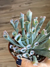 Load image into Gallery viewer, *RARE* Echeveria &#39;Trumpet Pinky&#39; 4&quot;
