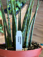Load image into Gallery viewer, 6&quot; Sansevieria Fernwood Mikado
