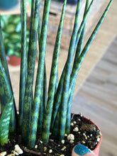 Load image into Gallery viewer, 6&quot; Sansevieria Fernwood Mikado
