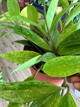 Load image into Gallery viewer, 6&quot; Hoya sp. Rangsan - Cream flowers
