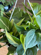 Load image into Gallery viewer, 8&quot; Philodendron hederaceum &#39;Silver Stripe&#39; *Rare cultivar*
