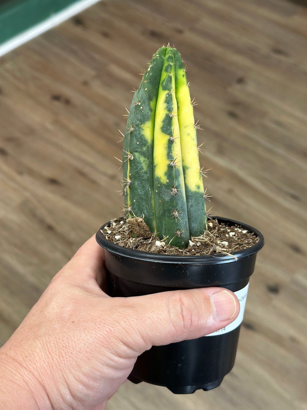 RARE Variegated Blue Candle Cactus