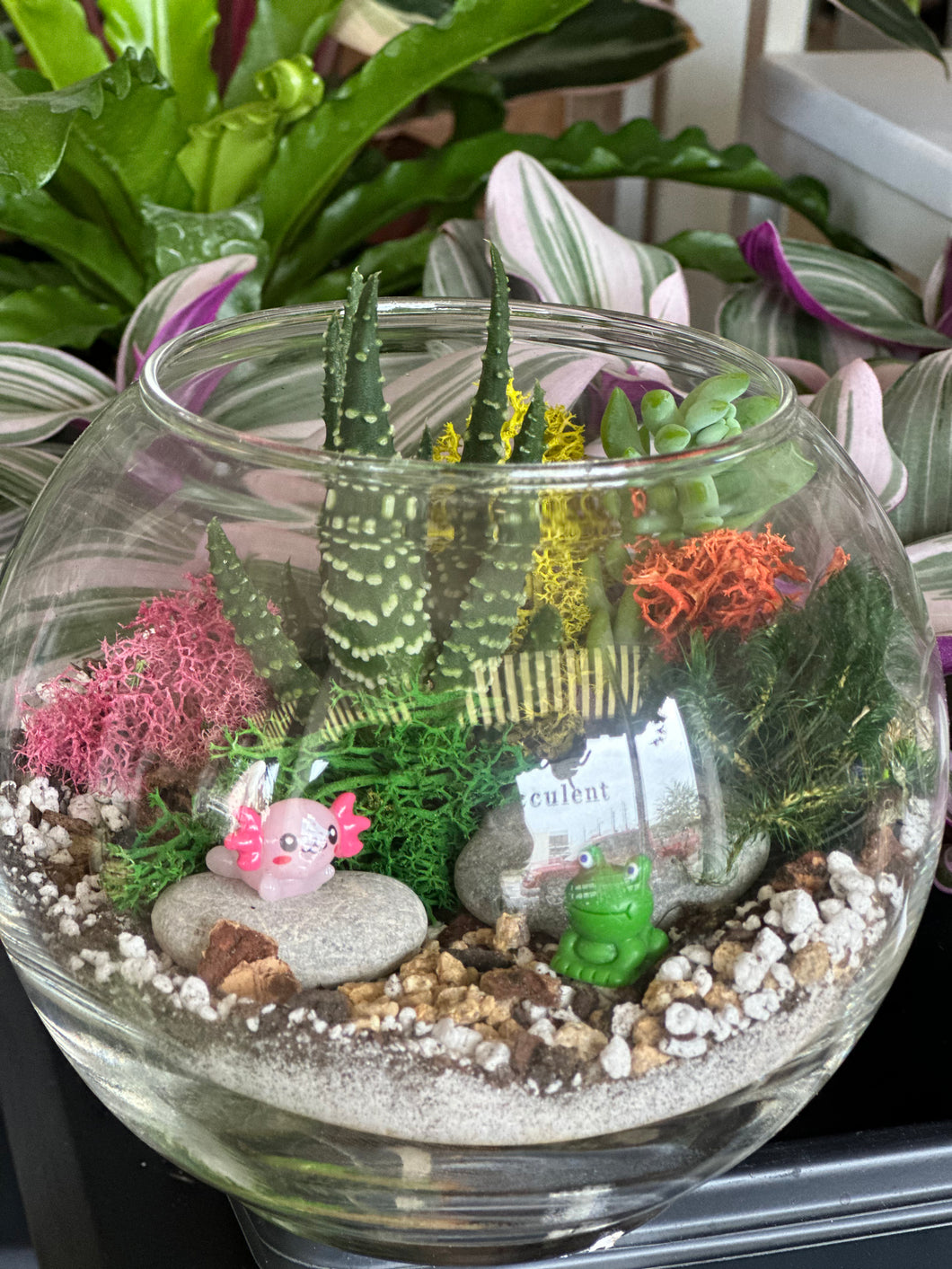 Succulent Terrariums @ Barrier Island Sanctuary - Mel Beach