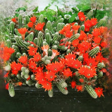 Load image into Gallery viewer, 6” Peanut cactus, Echinopsis chamaecereus
