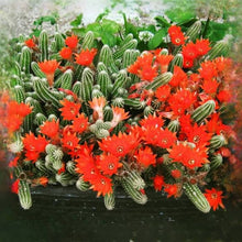 Load image into Gallery viewer, 4” Peanut cactus, Echinopsis chamaecereus *ORANGE FLOWER
