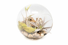 Load image into Gallery viewer, Large Hand-Blown Glass Terrarium Kit with Tillandsia Air Plants
