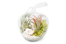 Load image into Gallery viewer, Apple Terrarium Kit with Tillandsia Air Plants
