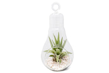 Load image into Gallery viewer, Hanging Light Bulb Terrarium Kit with Tillandsia Air Plant
