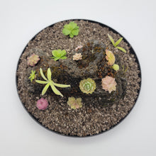 Load image into Gallery viewer, Mystery rock kit Pinguicula bundle
