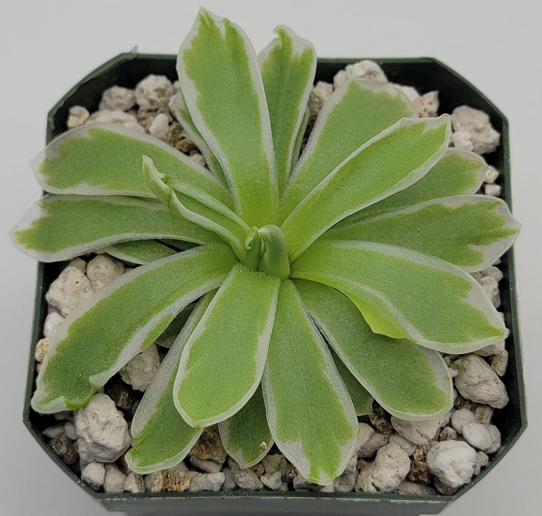 Pinguicula 