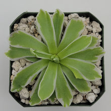 Load image into Gallery viewer, Pinguicula &quot;Snow Queen&quot;
