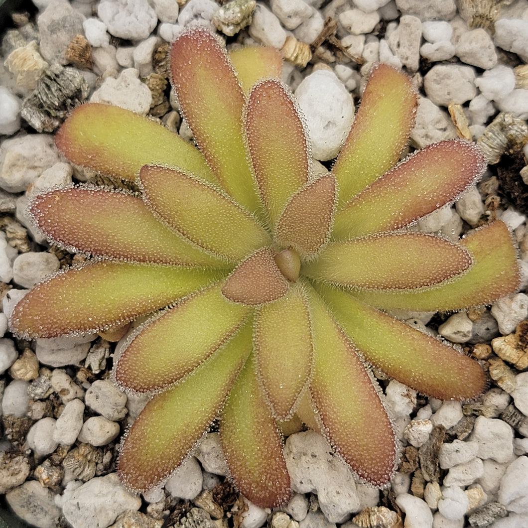 Pinguicula agnata 'El Lobo' x gypsicola