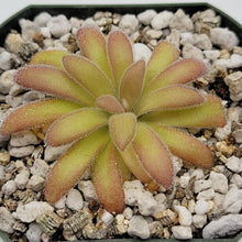 Load image into Gallery viewer, Pinguicula agnata &#39;El Lobo&#39; x gypsicola
