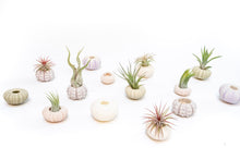 Load image into Gallery viewer, Green Urchins with Tillandsia Air Plants - Set of 1, 3 or 5
