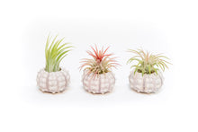 Load image into Gallery viewer, Gift Wrapped Sputnik Urchins with Tillandsia Air Plants
