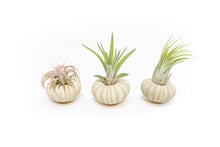 Load image into Gallery viewer, Green Urchins with Tillandsia Air Plants - Set of 1, 3 or 5
