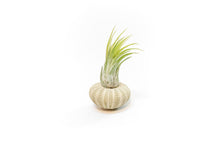 Load image into Gallery viewer, Green Urchins with Tillandsia Air Plants - Set of 1, 3 or 5
