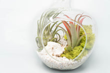 Load image into Gallery viewer, Apple Terrarium Kit with Tillandsia Air Plants
