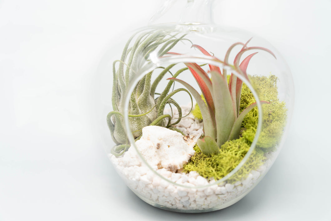 Apple Terrarium Kit with Tillandsia Air Plants