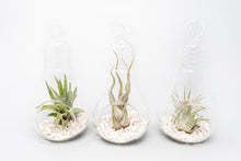 Load image into Gallery viewer, Hanging Light Bulb Terrarium Kit with Tillandsia Air Plant
