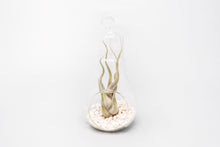 Load image into Gallery viewer, Hanging Light Bulb Terrarium Kit with Tillandsia Air Plant
