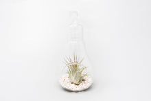 Load image into Gallery viewer, Hanging Light Bulb Terrarium Kit with Tillandsia Air Plant
