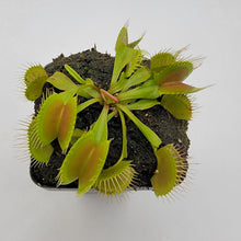 Load image into Gallery viewer, Venus flytrap (Dionaea muscipula) &#39;B52&#39;
