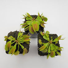 Load image into Gallery viewer, Venus flytrap (Dionaea muscipula) &#39;B52&#39;
