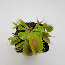 Load image into Gallery viewer, Venus flytrap (Dionaea muscipula) &#39;B52&#39;
