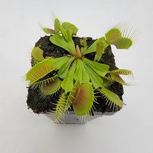 Load image into Gallery viewer, Venus flytrap (Dionaea muscipula) &#39;B52&#39;
