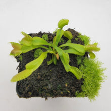 Load image into Gallery viewer, Venus flytrap (Dionaea muscipula) GJ Umgekrempelt
