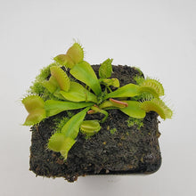 Load image into Gallery viewer, Venus flytrap (Dionaea muscipula) GJ Umgekrempelt
