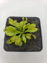 Load image into Gallery viewer, Venus flytrap (Dionaea muscipula) &#39;Moon trap&#39;
