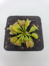 Load image into Gallery viewer, Venus flytrap (Dionaea muscipula) &#39;Moon trap&#39;
