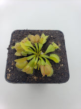 Load image into Gallery viewer, Venus flytrap (Dionaea muscipula) &#39;Moon trap&#39;
