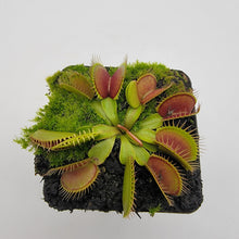 Load image into Gallery viewer, Venus flytrap (Dionaea muscipula) &#39;Southwest Giant&#39;
