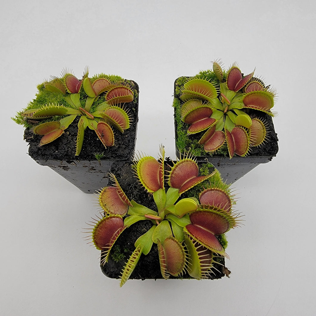 Venus flytrap (Dionaea muscipula) 'Southwest Giant'