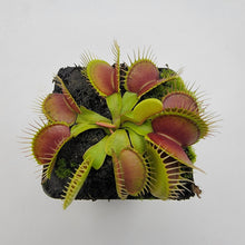 Load image into Gallery viewer, Venus flytrap (Dionaea muscipula) &#39;Southwest Giant&#39;
