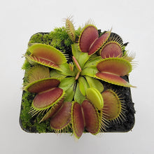 Load image into Gallery viewer, Venus flytrap (Dionaea muscipula) &#39;Southwest Giant&#39;
