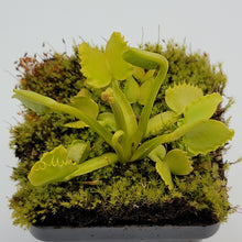 Load image into Gallery viewer, Venus flytrap (Dionaea muscipula) &#39;Werewolf&#39;
