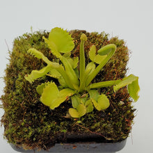 Load image into Gallery viewer, Venus flytrap (Dionaea muscipula) &#39;Werewolf&#39;
