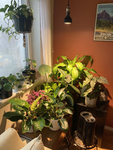 Load image into Gallery viewer, Vita™ Grow Light
