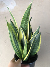 Load image into Gallery viewer, Golden Flame Sansevieria, Sansevieria Trifasciata RARE - The Seaside Succulent

