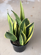 Load image into Gallery viewer, Golden Flame Sansevieria, Sansevieria Trifasciata RARE - The Seaside Succulent
