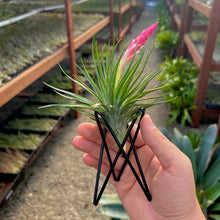 Load image into Gallery viewer, Geometric Black Metal Air Plant Holder

