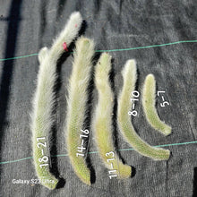 Load image into Gallery viewer, *RARE* Monkey Tail Cactus Hildewintera colademononis 11-13&quot;

