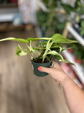 Load image into Gallery viewer, 4&quot; Philodendron hederaceum &#39;Silver Stripe&#39; *RARE cultivar*
