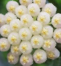 Load image into Gallery viewer, RARE 4&quot; Hoya lacunosa &quot;Mint&quot; -white sweet-smelling flowers
