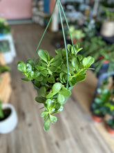Load image into Gallery viewer, 6&quot; Trailing Jade, Senecio jacobsenii
